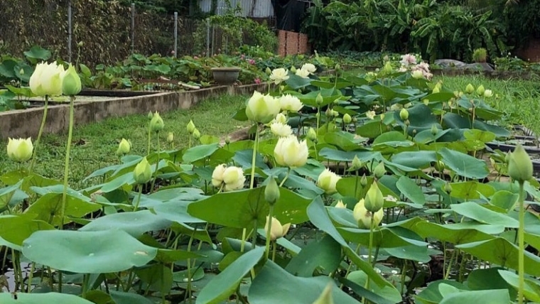 Những mô hình trồng sen cải tạo nguồn nước ô nhiễm