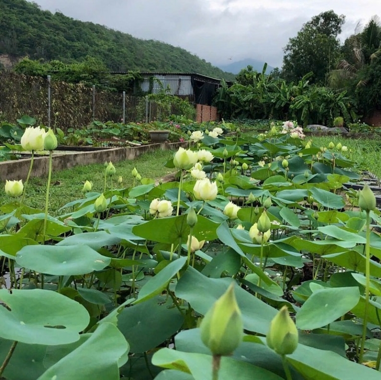 Những mô hình trồng sen cải tạo nguồn nước ô nhiễm