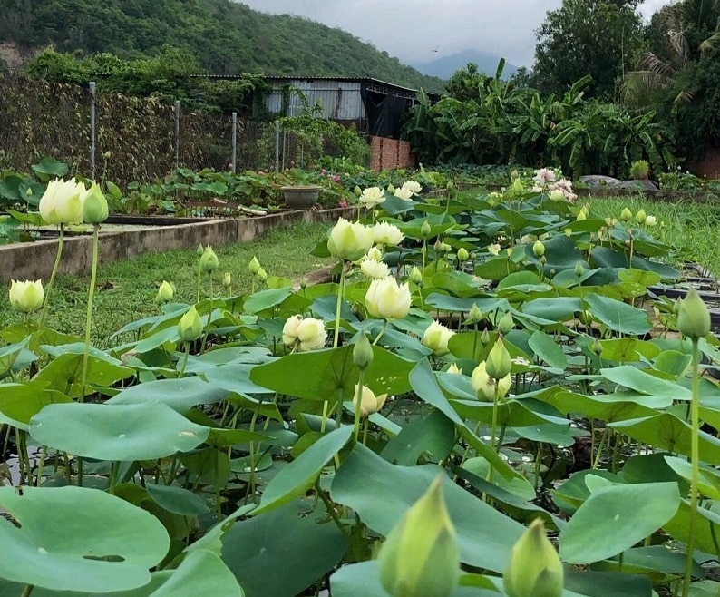 Những mô hình trồng sen cải tạo nguồn nước ô nhiễm