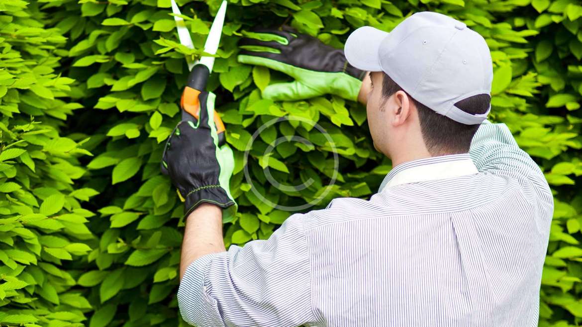 Dịch vụ chăm sóc cảnh quan