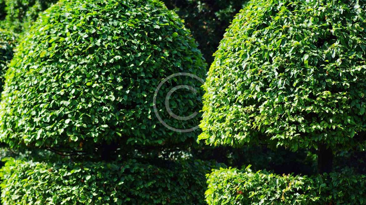 Thi công sân vườn