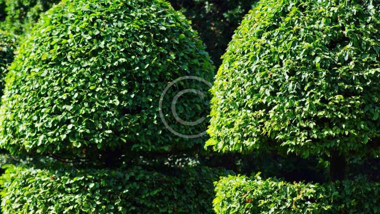 Thi công sân vườn